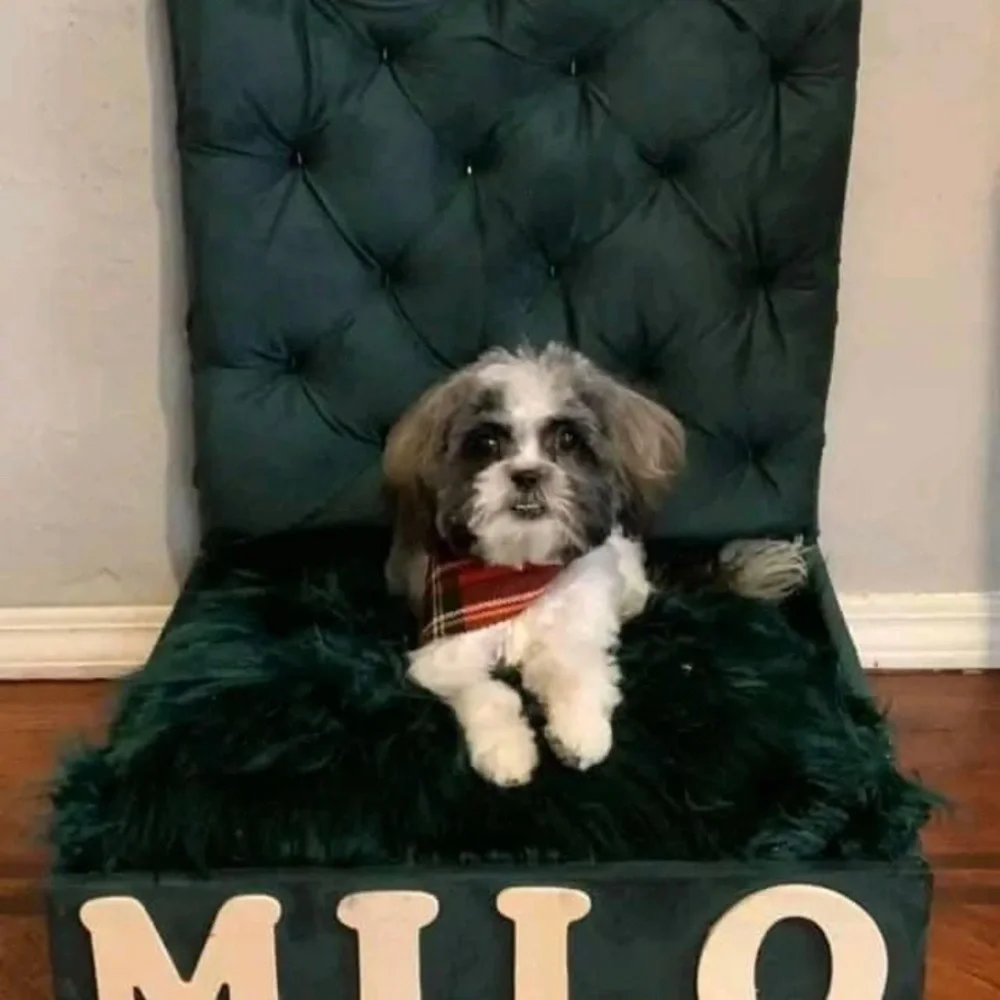 Customized dog beds